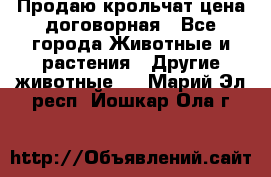 Продаю крольчат цена договорная - Все города Животные и растения » Другие животные   . Марий Эл респ.,Йошкар-Ола г.